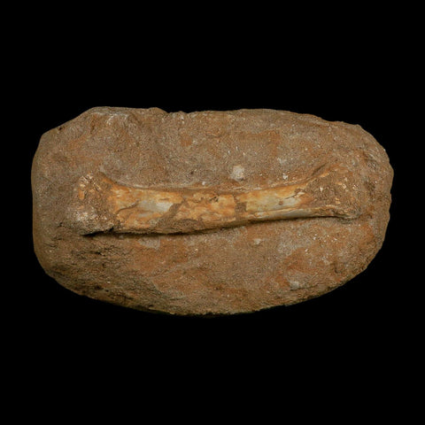 5.5" Pterosaur Tethydraco Regalis Fossil Bone Upper Cretaceous Morocco Stand COA - Fossil Age Minerals