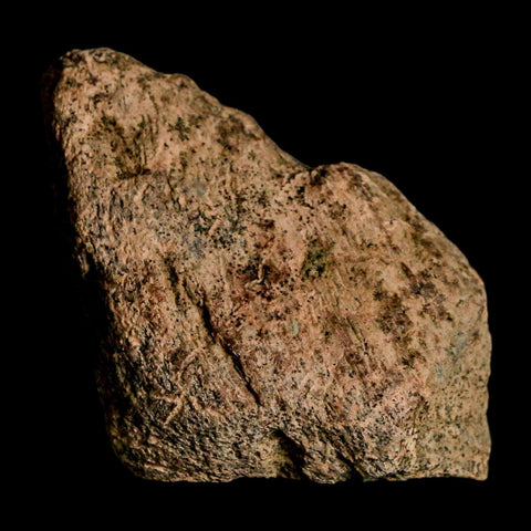 2" Triceratops Fossil Skull Spike Bone Lance Creek FM Cretaceous Dinosaur WY COA