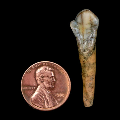 1.5" Extinct Cave Bear Ursus Spelaeus Incisor Tooth Rooted Pleistocene Age COA, Stand