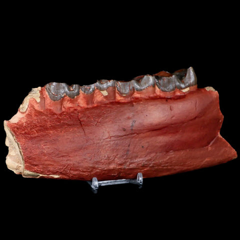 8.4" Subhyracodon Rhino Fossil Jaws Teeth Section Oligocene  South Dakota Badlands - Fossil Age Minerals