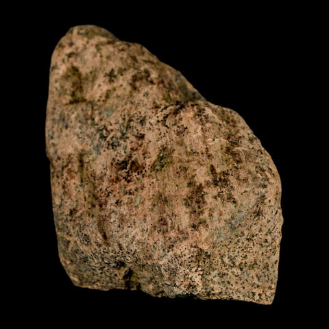 2" Triceratops Fossil Skull Spike Bone Lance Creek FM Cretaceous Dinosaur WY COA