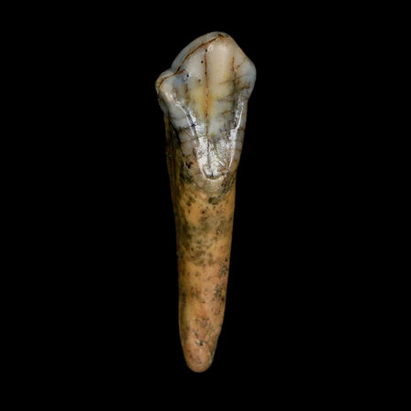 1.5" Extinct Cave Bear Ursus Spelaeus Incisor Tooth Rooted Pleistocene Age COA, Stand