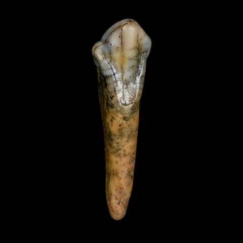 1.5" Extinct Cave Bear Ursus Spelaeus Incisor Tooth Rooted Pleistocene Age COA, Stand