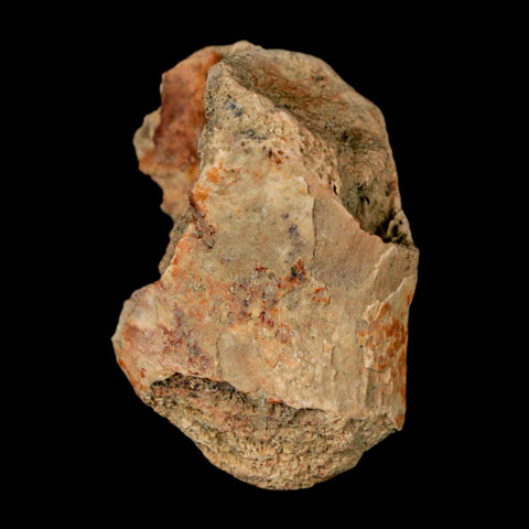 1" Crocodile Fossil Vertebrae Bone Hell Creek FM Cretaceous Dinosaur Age MT - Fossil Age Minerals