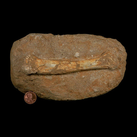 5.5" Pterosaur Tethydraco Regalis Fossil Bone Upper Cretaceous Morocco Stand COA - Fossil Age Minerals