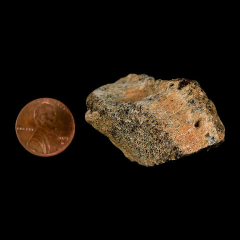 1.7" Pachycephalosaurus Dinosaur Fossil Bone Lance Creek Formation Wyoming COA - Fossil Age Minerals