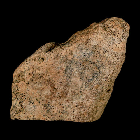 2" Triceratops Fossil Skull Spike Bone Lance Creek FM Cretaceous Dinosaur WY COA