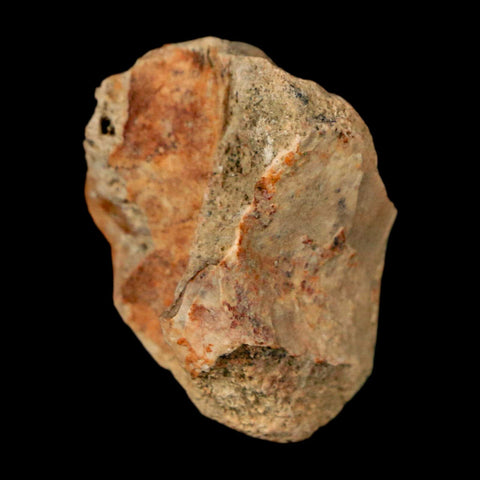 1" Crocodile Fossil Vertebrae Bone Hell Creek FM Cretaceous Dinosaur Age MT - Fossil Age Minerals