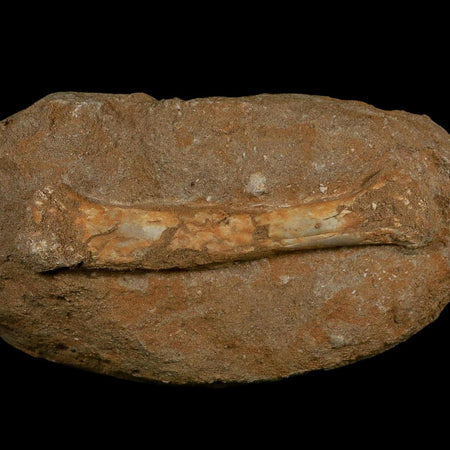 5.5" Pterosaur Tethydraco Regalis Fossil Bone Upper Cretaceous Morocco Stand COA