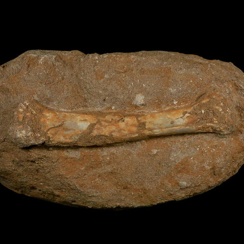 5.5" Pterosaur Tethydraco Regalis Fossil Bone Upper Cretaceous Morocco Stand COA - Fossil Age Minerals