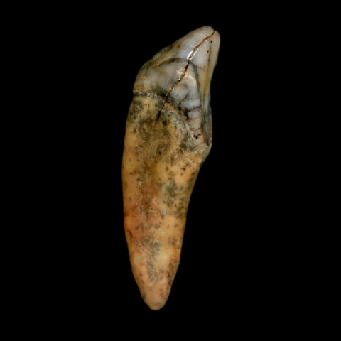 1.5" Extinct Cave Bear Ursus Spelaeus Incisor Tooth Rooted Pleistocene Age COA, Stand