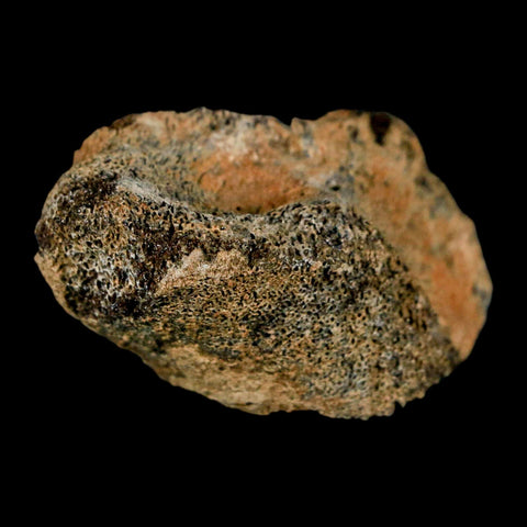 1.7" Pachycephalosaurus Dinosaur Fossil Bone Lance Creek Formation Wyoming COA - Fossil Age Minerals