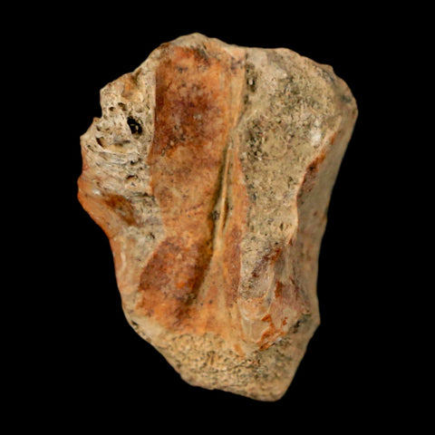 1" Crocodile Fossil Vertebrae Bone Hell Creek FM Cretaceous Dinosaur Age MT - Fossil Age Minerals