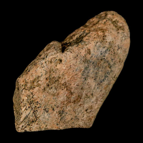 2" Triceratops Fossil Skull Spike Bone Lance Creek FM Cretaceous Dinosaur WY COA