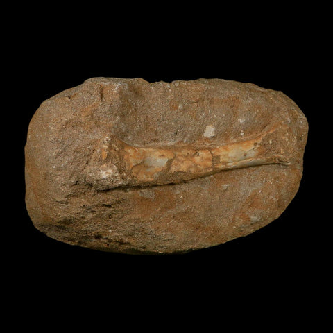 5.5" Pterosaur Tethydraco Regalis Fossil Bone Upper Cretaceous Morocco Stand COA - Fossil Age Minerals