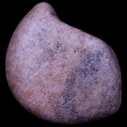 2" Sauropod Dinosaur Stomach Stone Gastrolith Rock Gizzard Stone COA