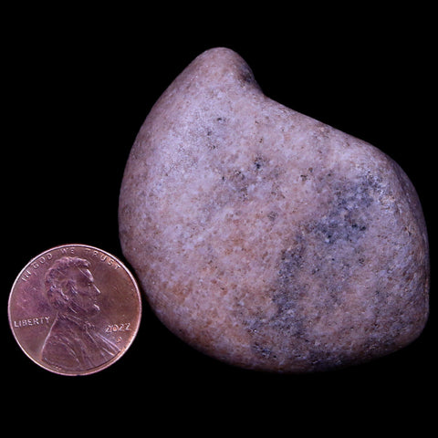 2" Sauropod Dinosaur Stomach Stone Gastrolith Rock Gizzard Stone COA - Fossil Age Minerals