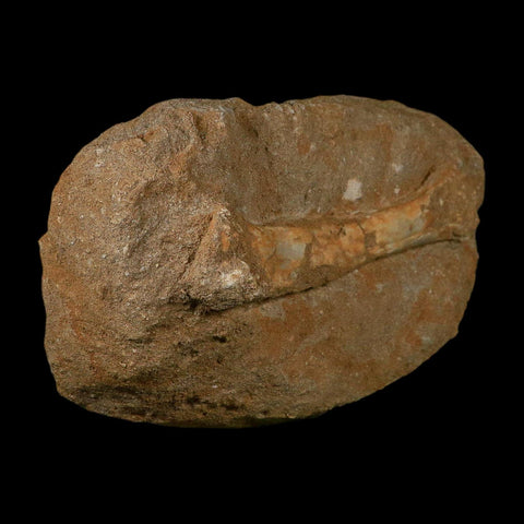 5.5" Pterosaur Tethydraco Regalis Fossil Bone Upper Cretaceous Morocco Stand COA - Fossil Age Minerals