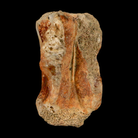 1" Crocodile Fossil Vertebrae Bone Hell Creek FM Cretaceous Dinosaur Age MT - Fossil Age Minerals