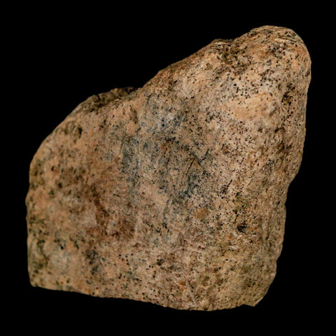 2" Triceratops Fossil Skull Spike Bone Lance Creek FM Cretaceous Dinosaur WY COA