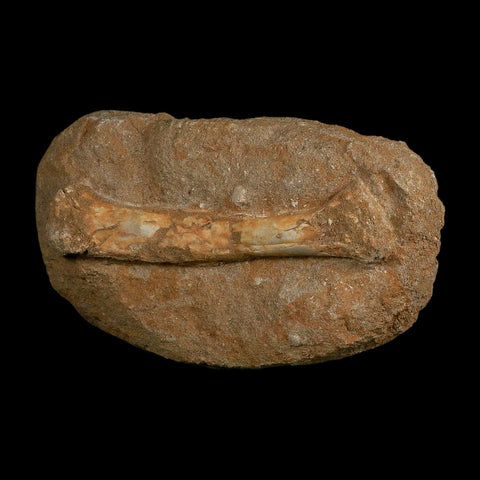 5.5" Pterosaur Tethydraco Regalis Fossil Bone Upper Cretaceous Morocco Stand COA - Fossil Age Minerals