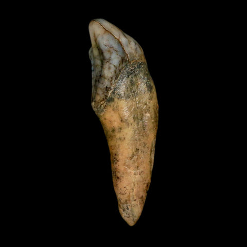 1.5" Extinct Cave Bear Ursus Spelaeus Incisor Tooth Rooted Pleistocene Age COA, Stand