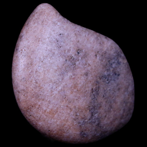 2" Sauropod Dinosaur Stomach Stone Gastrolith Rock Gizzard Stone COA - Fossil Age Minerals