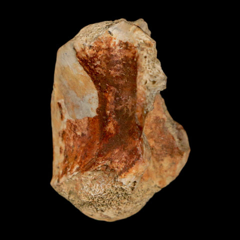 1" Crocodile Fossil Vertebrae Bone Hell Creek FM Cretaceous Dinosaur Age MT - Fossil Age Minerals