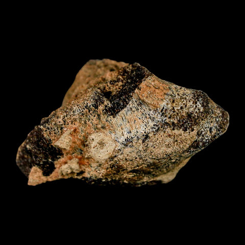 1.7" Pachycephalosaurus Dinosaur Fossil Bone Lance Creek Formation Wyoming COA - Fossil Age Minerals