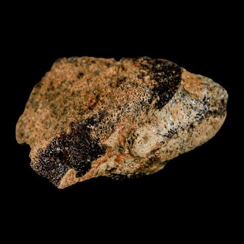 1.7" Pachycephalosaurus Dinosaur Fossil Bone Lance Creek Formation Wyoming COA - Fossil Age Minerals