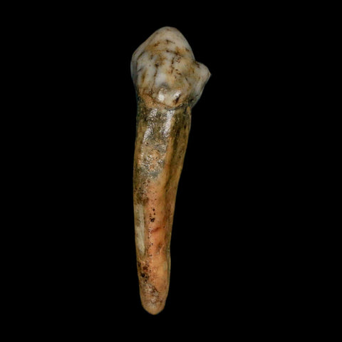 1.5" Extinct Cave Bear Ursus Spelaeus Incisor Tooth Rooted Pleistocene Age COA, Stand