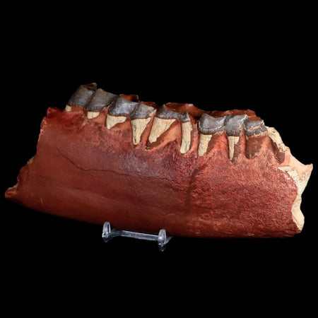 8.4" Subhyracodon Rhino Fossil Jaws Teeth Section Oligocene  South Dakota Badlands