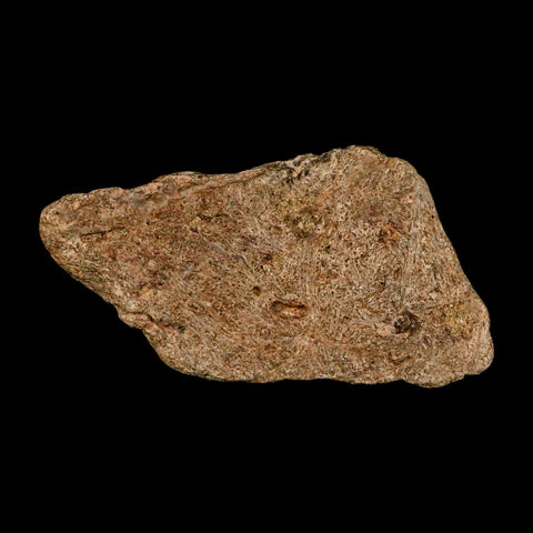 1.9" Triceratops Fossil Frill Blood Groves Lance Creek FM Cretaceous Dinosaur WY COA