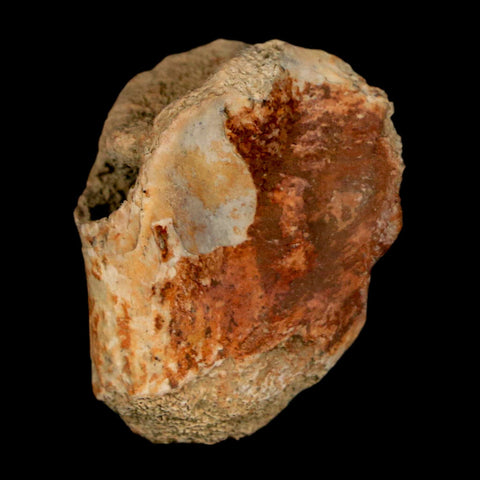 1" Crocodile Fossil Vertebrae Bone Hell Creek FM Cretaceous Dinosaur Age MT - Fossil Age Minerals