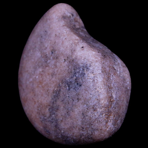 2" Sauropod Dinosaur Stomach Stone Gastrolith Rock Gizzard Stone COA - Fossil Age Minerals