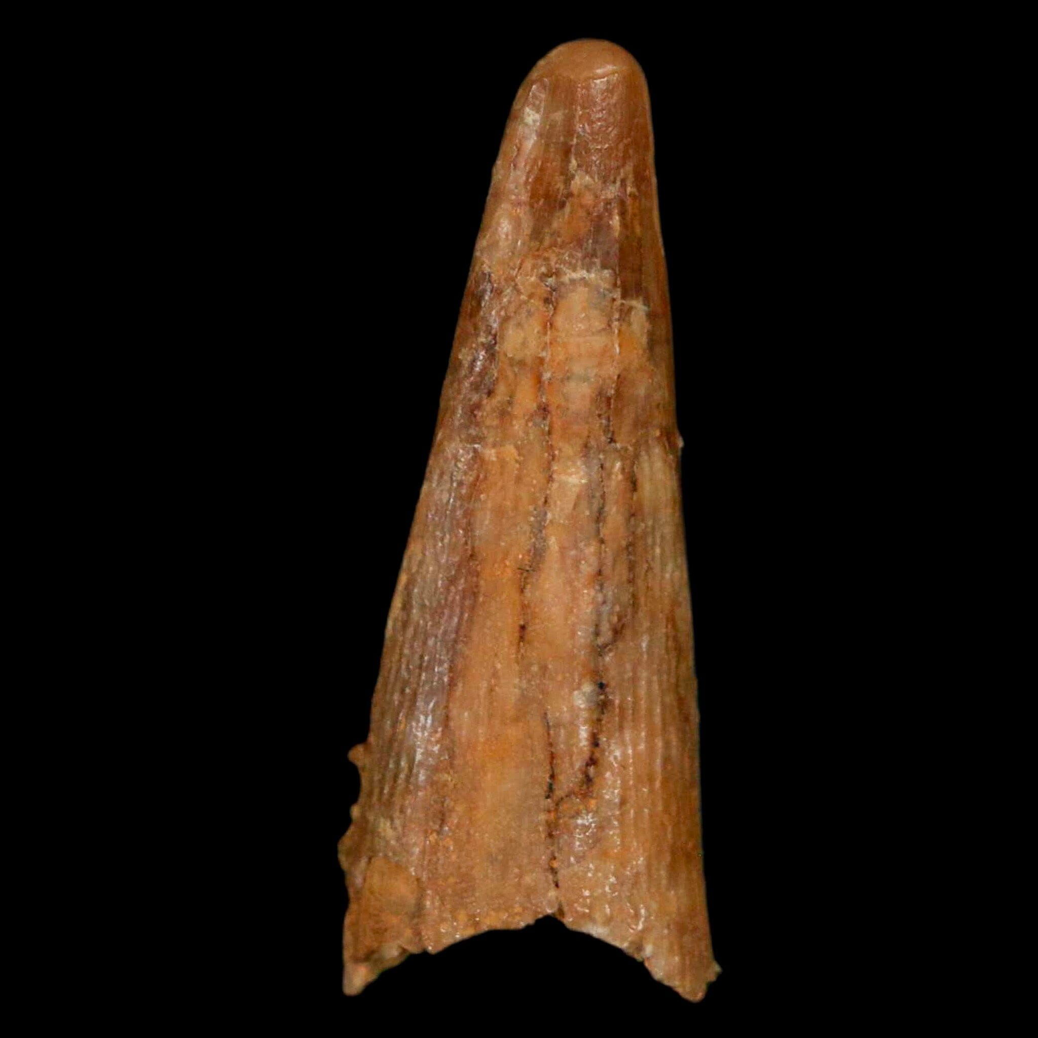 1.1" Pterosaur Coloborhynchus Fossil Tooth Upper Cretaceous Morocco COA, Display - Fossil Age Minerals
