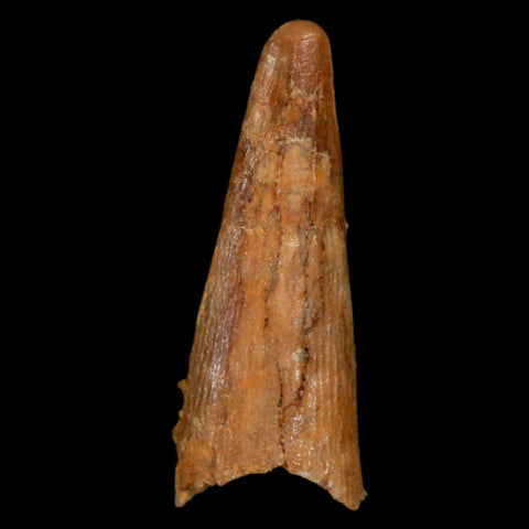 1.1" Pterosaur Coloborhynchus Fossil Tooth Upper Cretaceous Morocco COA, Display - Fossil Age Minerals