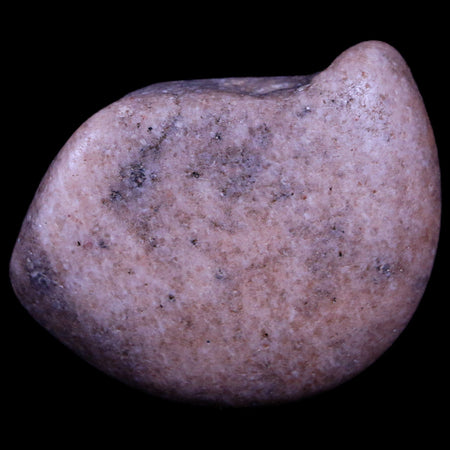 2" Sauropod Dinosaur Stomach Stone Gastrolith Rock Gizzard Stone COA