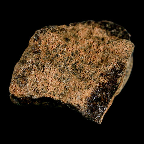 1.7" Pachycephalosaurus Dinosaur Fossil Bone Lance Creek Formation Wyoming COA - Fossil Age Minerals
