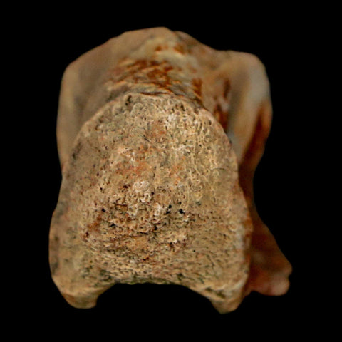 1" Crocodile Fossil Vertebrae Bone Hell Creek FM Cretaceous Dinosaur Age MT - Fossil Age Minerals