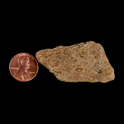 1.9" Triceratops Fossil Frill Blood Groves Lance Creek FM Cretaceous Dinosaur WY COA