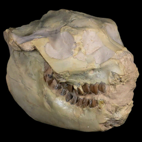 3.7" Leptauchenia Decora Oreodont Fossil Skull Miocene Age South Dakota Badlands - Fossil Age Minerals