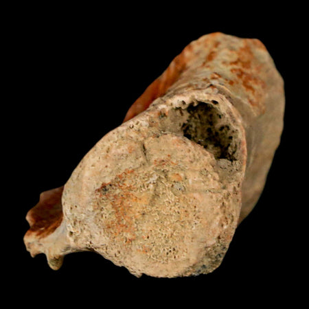 1" Crocodile Fossil Vertebrae Bone Hell Creek FM Cretaceous Dinosaur Age MT