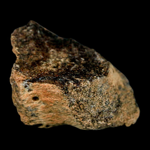1.7" Pachycephalosaurus Dinosaur Fossil Bone Lance Creek Formation Wyoming COA - Fossil Age Minerals