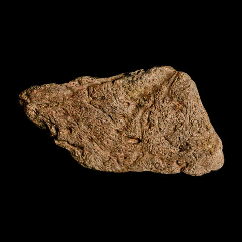 1.9" Triceratops Fossil Frill Blood Groves Lance Creek FM Cretaceous Dinosaur WY COA