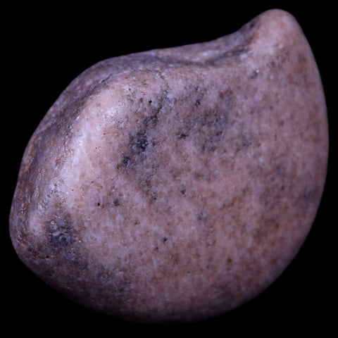 2" Sauropod Dinosaur Stomach Stone Gastrolith Rock Gizzard Stone COA - Fossil Age Minerals