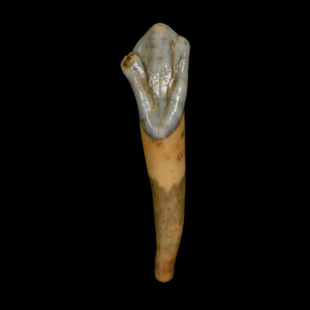 1.6" Extinct Cave Bear Ursus Spelaeus Incisor Tooth Rooted Pleistocene Age COA, Stand