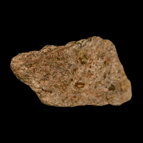 1.9" Triceratops Fossil Frill Blood Groves Lance Creek FM Cretaceous Dinosaur WY COA