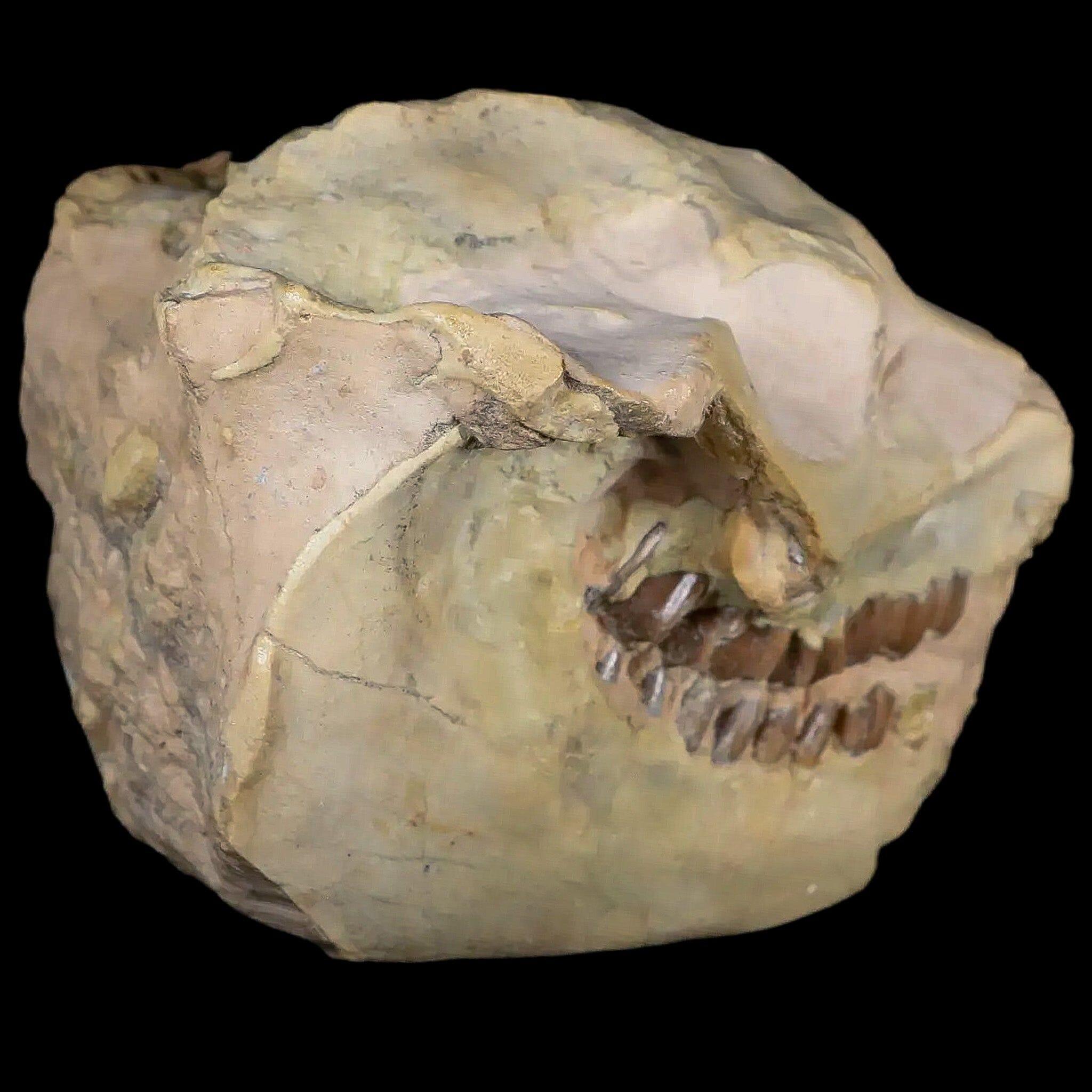 3.7" Leptauchenia Decora Oreodont Fossil Skull Miocene Age South Dakota Badlands - Fossil Age Minerals