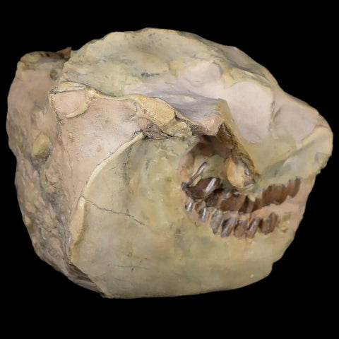 3.7" Leptauchenia Decora Oreodont Fossil Skull Miocene Age South Dakota Badlands - Fossil Age Minerals